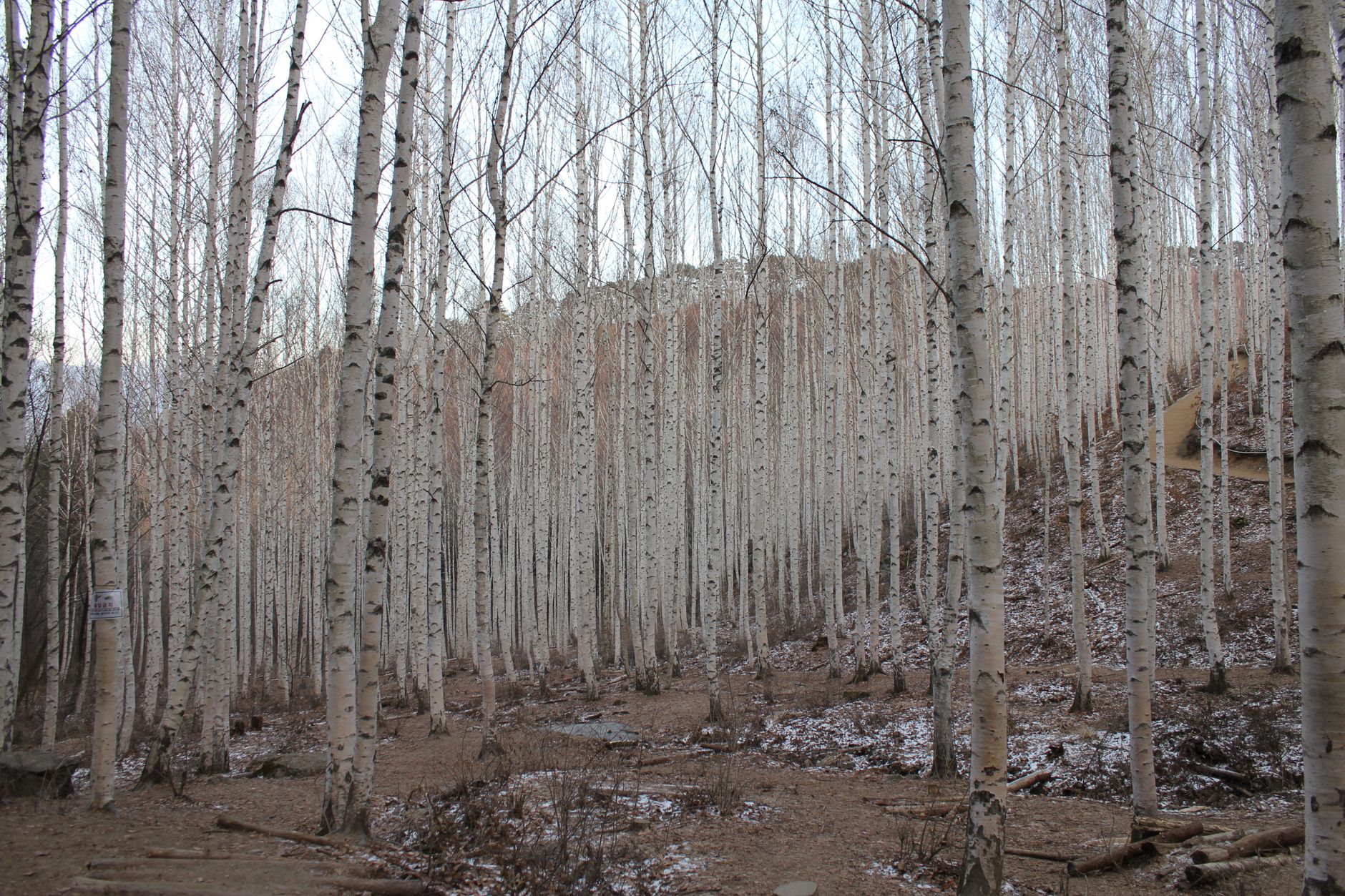 A tranquil view of a winter birch forest, showcasing tall bare trees and sparse snow cover.