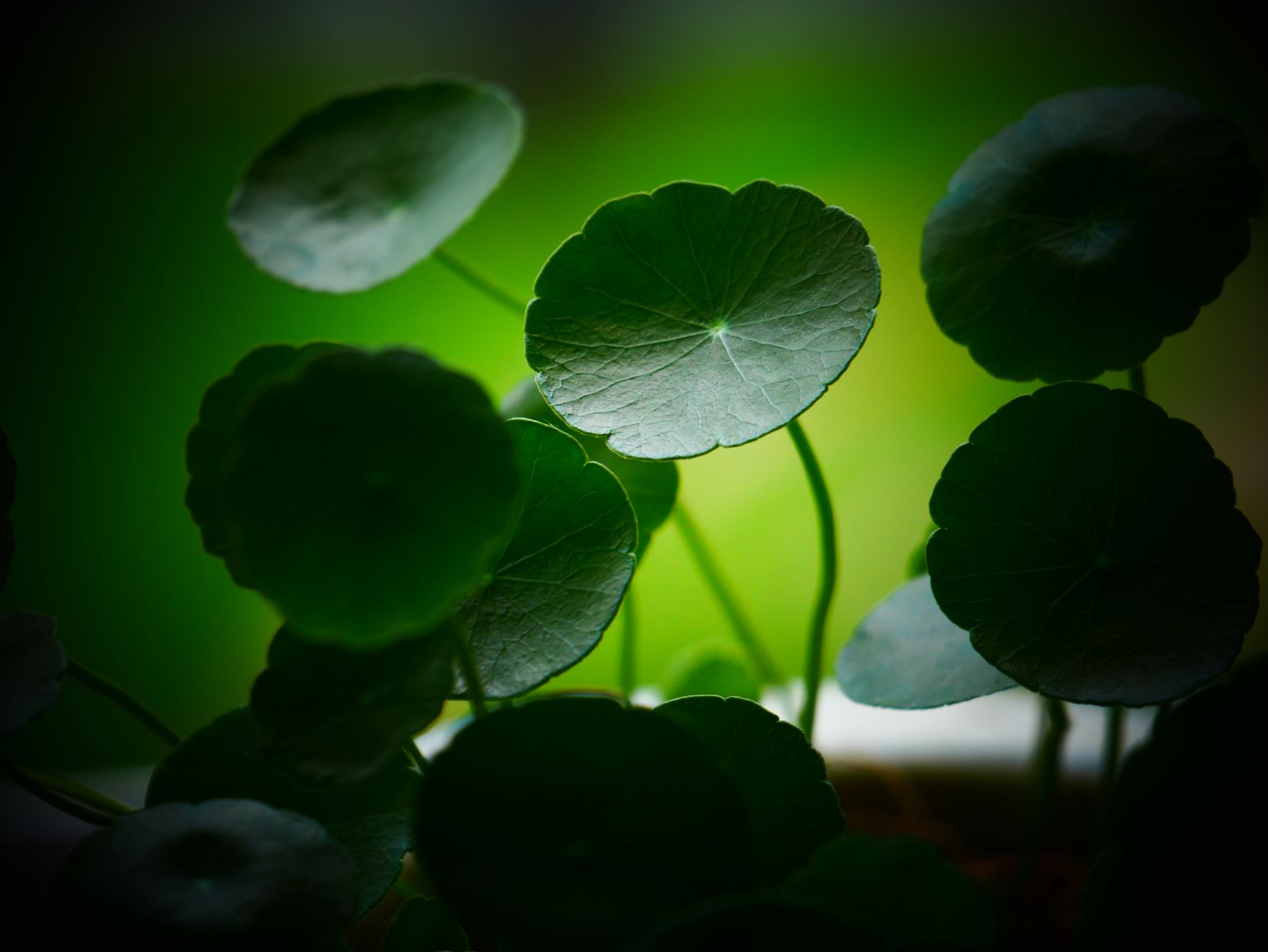 A tranquil close-up of round green leaves against a vibrant monochrome background.