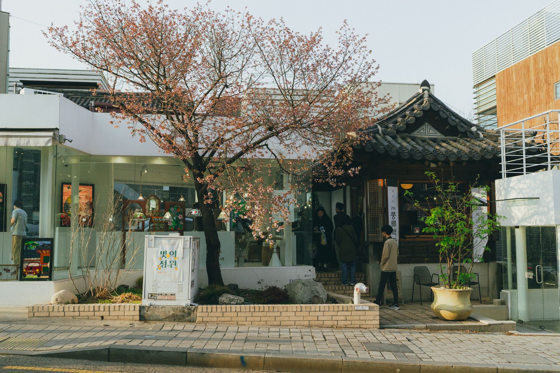 Photo of a peaceful Seoul street featuring traditional Korean architecture and cherry blossoms in full bloom.