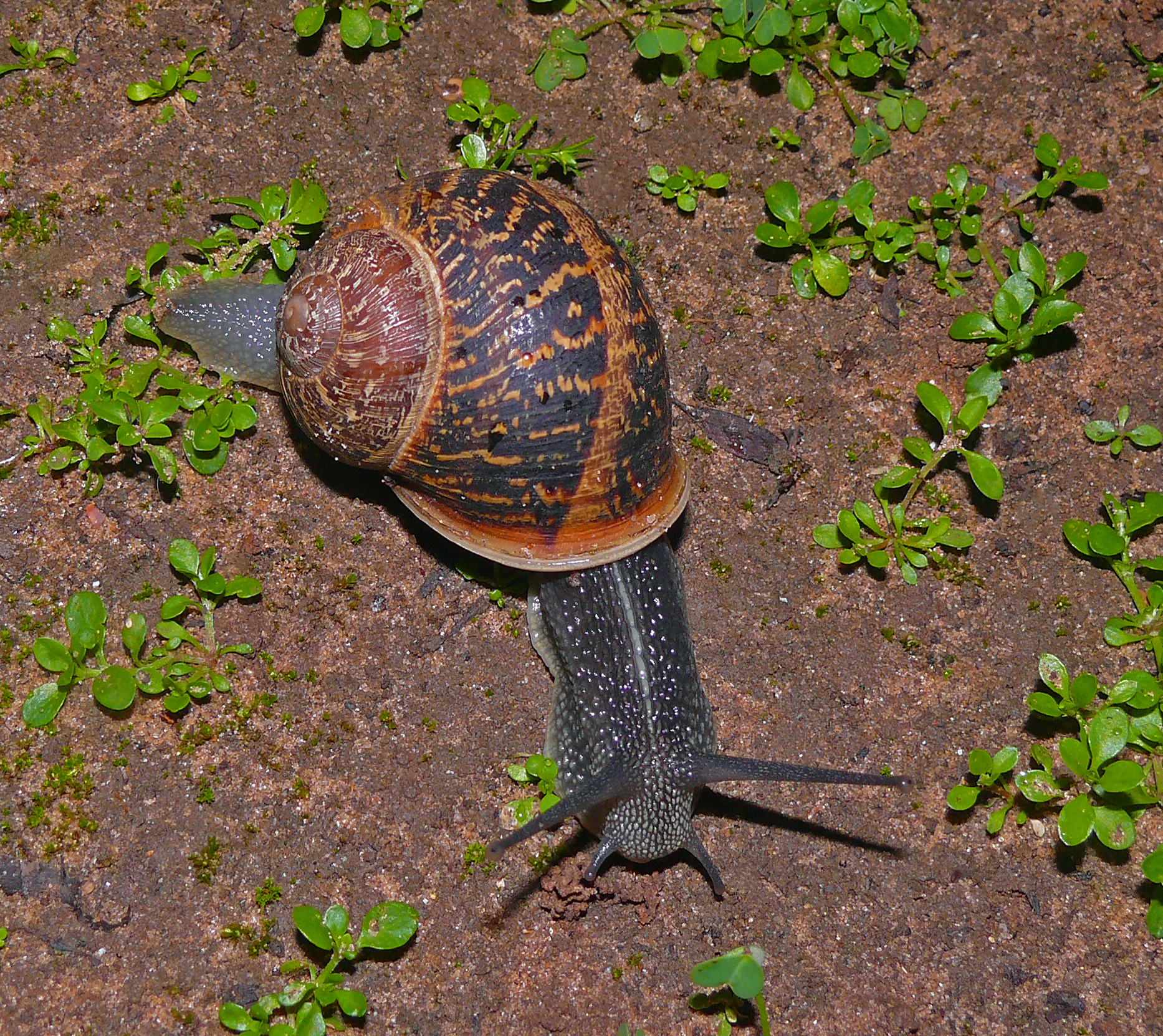 Common Garden Snail (Helix aspersa / Cornu aspersum), Israel